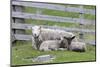 Shetland Sheep, a hardy breed of the Northern Isles in Scotland.-Martin Zwick-Mounted Photographic Print