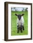 Shetland Sheep, a hardy breed of the Northern Isles in Scotland.-Martin Zwick-Framed Photographic Print