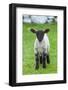 Shetland Sheep, a hardy breed of the Northern Isles in Scotland.-Martin Zwick-Framed Photographic Print