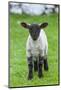 Shetland Sheep, a hardy breed of the Northern Isles in Scotland.-Martin Zwick-Mounted Photographic Print