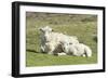 Shetland Sheep at the Cliffs of the Hermaness Nature Reserve, Unst, Shetland Islands, Scotland-Martin Zwick-Framed Photographic Print