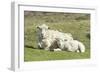 Shetland Sheep at the Cliffs of the Hermaness Nature Reserve, Unst, Shetland Islands, Scotland-Martin Zwick-Framed Photographic Print