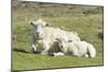 Shetland Sheep at the Cliffs of the Hermaness Nature Reserve, Unst, Shetland Islands, Scotland-Martin Zwick-Mounted Photographic Print