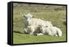 Shetland Sheep at the Cliffs of the Hermaness Nature Reserve, Unst, Shetland Islands, Scotland-Martin Zwick-Framed Stretched Canvas