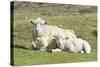 Shetland Sheep at the Cliffs of the Hermaness Nature Reserve, Unst, Shetland Islands, Scotland-Martin Zwick-Stretched Canvas