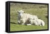 Shetland Sheep at the Cliffs of the Hermaness Nature Reserve, Unst, Shetland Islands, Scotland-Martin Zwick-Framed Stretched Canvas