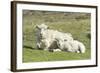 Shetland Sheep at the Cliffs of the Hermaness Nature Reserve, Unst, Shetland Islands, Scotland-Martin Zwick-Framed Photographic Print