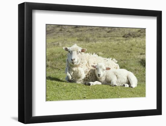 Shetland Sheep at the Cliffs of the Hermaness Nature Reserve, Unst, Shetland Islands, Scotland-Martin Zwick-Framed Photographic Print