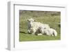 Shetland Sheep at the Cliffs of the Hermaness Nature Reserve, Unst, Shetland Islands, Scotland-Martin Zwick-Framed Photographic Print