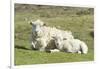 Shetland Sheep at the Cliffs of the Hermaness Nature Reserve, Unst, Shetland Islands, Scotland-Martin Zwick-Framed Photographic Print