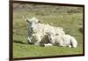 Shetland Sheep at the Cliffs of the Hermaness Nature Reserve, Unst, Shetland Islands, Scotland-Martin Zwick-Framed Photographic Print