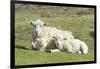 Shetland Sheep at the Cliffs of the Hermaness Nature Reserve, Unst, Shetland Islands, Scotland-Martin Zwick-Framed Photographic Print