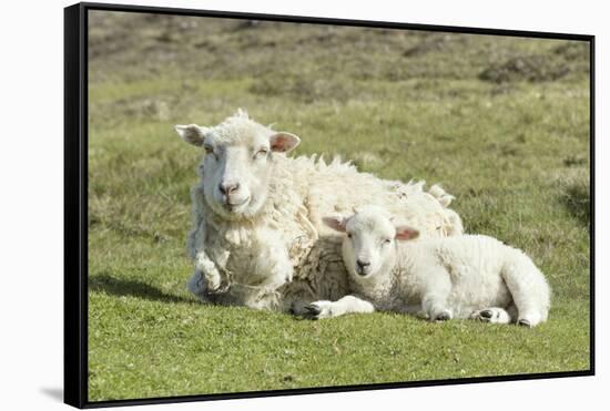 Shetland Sheep at the Cliffs of the Hermaness Nature Reserve, Unst, Shetland Islands, Scotland-Martin Zwick-Framed Stretched Canvas