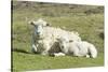 Shetland Sheep at the Cliffs of the Hermaness Nature Reserve, Unst, Shetland Islands, Scotland-Martin Zwick-Stretched Canvas