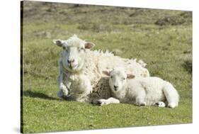 Shetland Sheep at the Cliffs of the Hermaness Nature Reserve, Unst, Shetland Islands, Scotland-Martin Zwick-Stretched Canvas