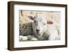 Shetland Sheep at the Cliffs of the Hermaness Nature Reserve, Unst, Shetland Islands, Scotland-Martin Zwick-Framed Photographic Print