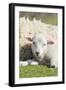 Shetland Sheep at the Cliffs of the Hermaness Nature Reserve, Unst, Shetland Islands, Scotland-Martin Zwick-Framed Photographic Print