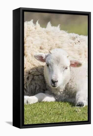 Shetland Sheep at the Cliffs of the Hermaness Nature Reserve, Unst, Shetland Islands, Scotland-Martin Zwick-Framed Stretched Canvas