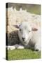 Shetland Sheep at the Cliffs of the Hermaness Nature Reserve, Unst, Shetland Islands, Scotland-Martin Zwick-Stretched Canvas