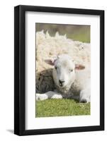 Shetland Sheep at the Cliffs of the Hermaness Nature Reserve, Unst, Shetland Islands, Scotland-Martin Zwick-Framed Photographic Print