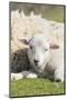 Shetland Sheep at the Cliffs of the Hermaness Nature Reserve, Unst, Shetland Islands, Scotland-Martin Zwick-Mounted Photographic Print