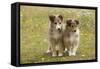 Shetland Sheepdog 8 Week Old Puppies-null-Framed Stretched Canvas