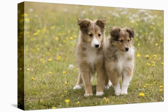 Shetland Sheepdog 8 Week Old Puppies-null-Stretched Canvas