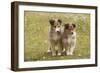 Shetland Sheepdog 8 Week Old Puppies-null-Framed Premium Photographic Print