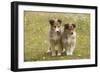 Shetland Sheepdog 8 Week Old Puppies-null-Framed Premium Photographic Print