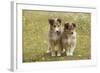 Shetland Sheepdog 8 Week Old Puppies-null-Framed Photographic Print
