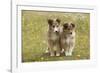 Shetland Sheepdog 8 Week Old Puppies-null-Framed Photographic Print