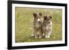 Shetland Sheepdog 8 Week Old Puppies-null-Framed Photographic Print
