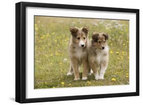 Shetland Sheepdog 8 Week Old Puppies-null-Framed Photographic Print