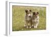 Shetland Sheepdog 8 Week Old Puppies-null-Framed Photographic Print