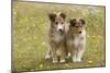 Shetland Sheepdog 8 Week Old Puppies-null-Mounted Photographic Print