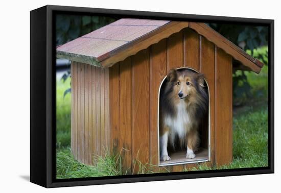 Shetland Sheepdog in Kennel-null-Framed Stretched Canvas