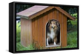 Shetland Sheepdog in Kennel-null-Framed Stretched Canvas