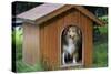 Shetland Sheepdog in Kennel-null-Stretched Canvas