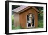 Shetland Sheepdog in Kennel-null-Framed Photographic Print