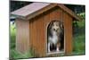 Shetland Sheepdog in Kennel-null-Mounted Photographic Print