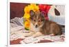 Shetland Sheepdog Lying on a White Doily-Zandria Muench Beraldo-Framed Photographic Print