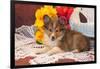 Shetland Sheepdog Lying on a White Doily-Zandria Muench Beraldo-Framed Photographic Print