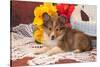 Shetland Sheepdog Lying on a White Doily-Zandria Muench Beraldo-Stretched Canvas