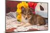 Shetland Sheepdog Lying on a White Doily-Zandria Muench Beraldo-Mounted Photographic Print