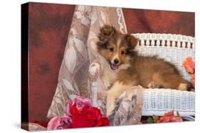 Shetland Sheepdog Lying on a White Wicker Couch and Doily-Zandria Muench Beraldo-Stretched Canvas