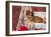 Shetland Sheepdog Lying on a White Wicker Couch and Doily-Zandria Muench Beraldo-Framed Photographic Print