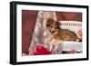 Shetland Sheepdog Lying on a White Wicker Couch and Doily-Zandria Muench Beraldo-Framed Photographic Print