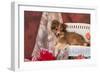 Shetland Sheepdog Lying on a White Wicker Couch and Doily-Zandria Muench Beraldo-Framed Photographic Print