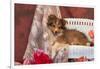 Shetland Sheepdog Lying on a White Wicker Couch and Doily-Zandria Muench Beraldo-Framed Photographic Print