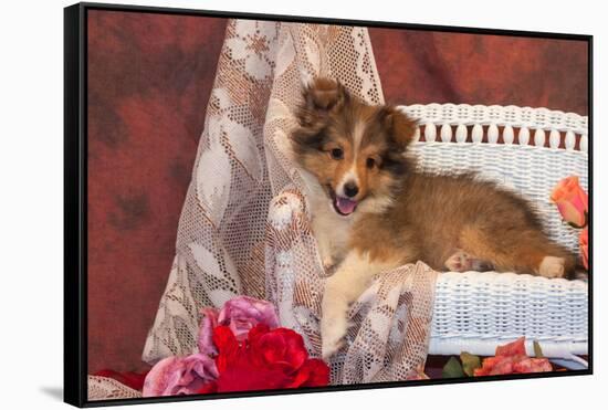 Shetland Sheepdog Lying on a White Wicker Couch and Doily-Zandria Muench Beraldo-Framed Stretched Canvas